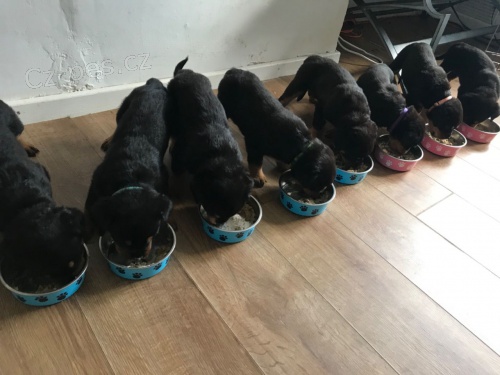 Psi a feny �t��ata rotvajler� pro milovn�ky mazl��k�.