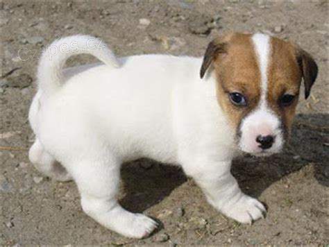 st�edn� �t��ata jack russell na prodej