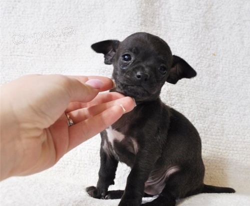 �ivava dlouhosrst�