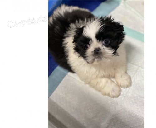 �t��ata shih tzu