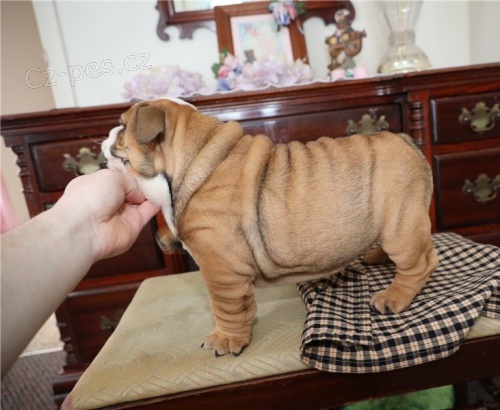 Anglick� buldok �t�n�)(