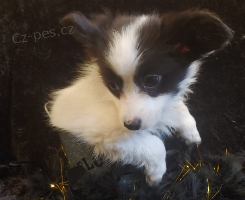 �t��ata papillon