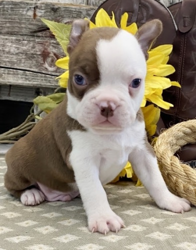 Kr�sn� o�kovan� �t��ata bostonsk�ch teri�r� k prodeji. 