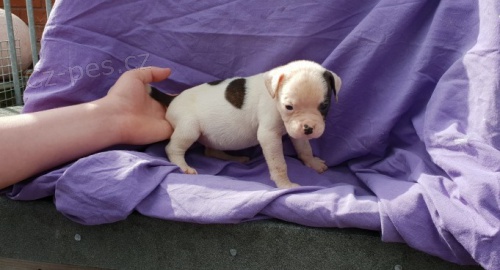 Americk� buldok na prodej. 