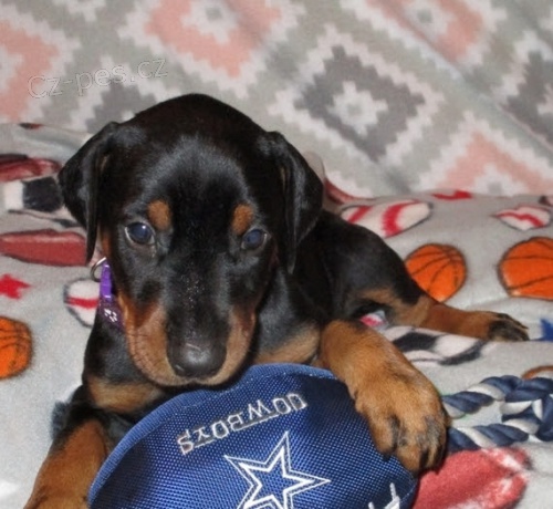 Kr�sn� �t���tka dobermana k dispozici pro op�tovn� objedn�n�. 