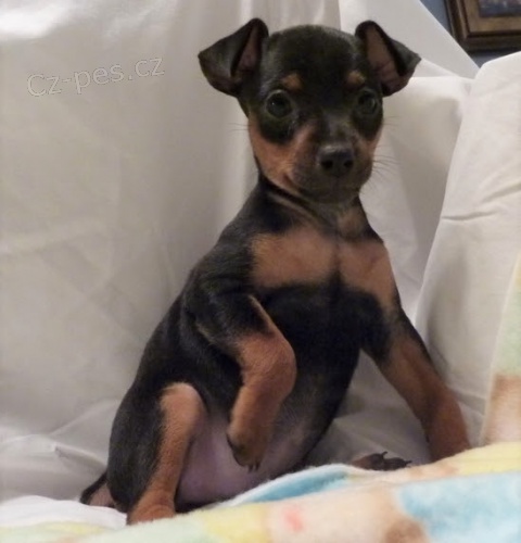 mini pin� kr�sn� d�ti na prodej.