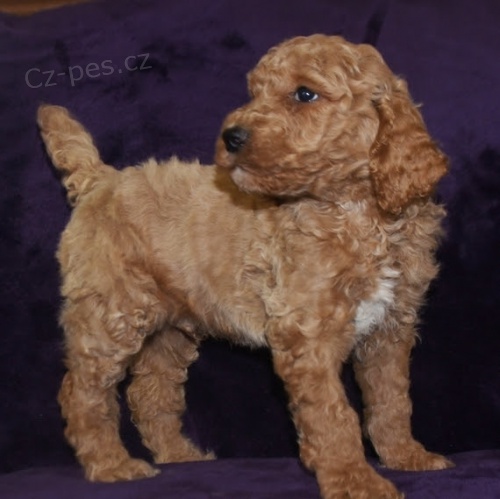 N�dhern� �t���tka pudla na prodej.