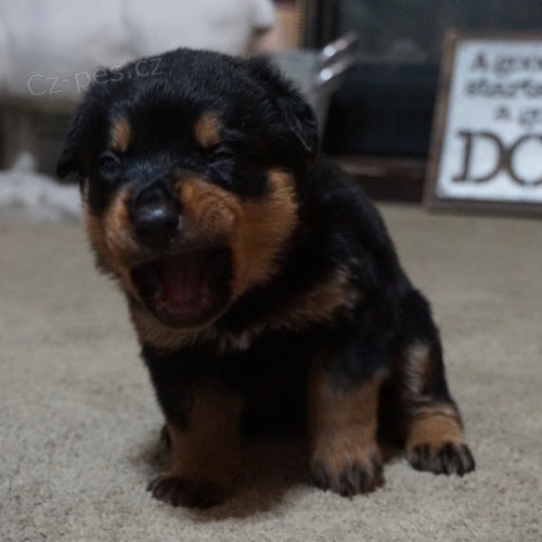 Na prodej jsou k dispozici o�kovan� �t��ata samc� a samic rotvajler�. 