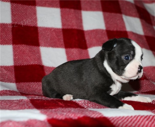 Bostonsk� teri�r