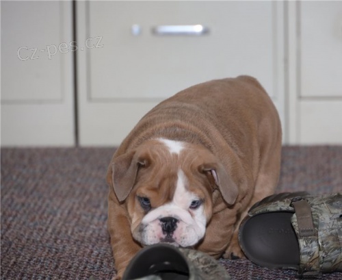 Anglick� buldok �t�n�)(*