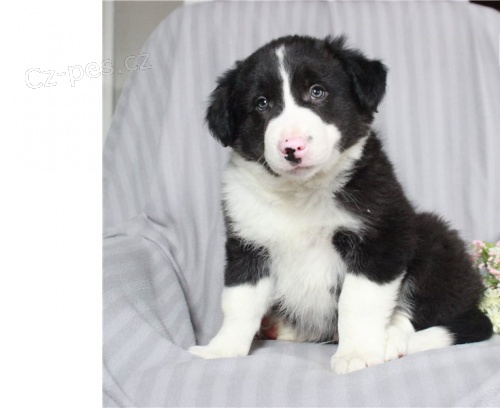 border kolie �t��ata