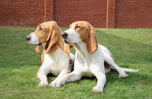 �v�ck� honi� s PP