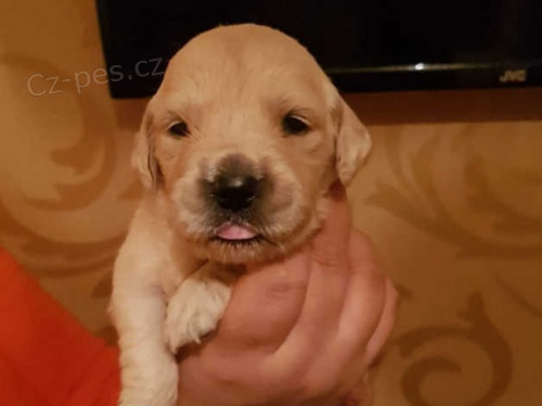 10 t�dn� star� �t��ata zlat�ho retr�vra