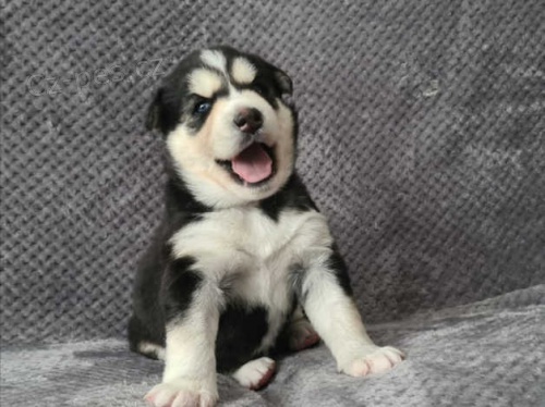 SIBI�SK� HUSKY(ZEA)