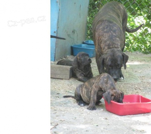 Fila Brasileiro �t��ata