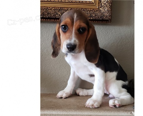 B�gl �t��ata.