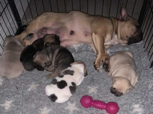 3 hol�i�ky 2 chlapci �t��ata francouzsk�ho b�ka