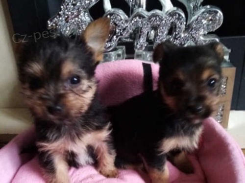 Dv� kr�sn� �t���tka yorkie