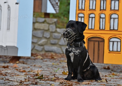 Darujeme opu�t�n�ho k��ence