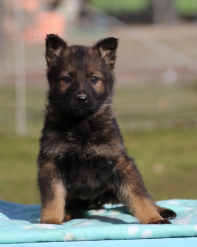 N�meck� ov��k