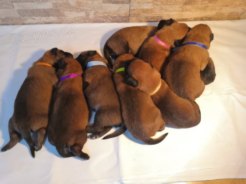 Prod�m �t���tka BO Malinois s PP