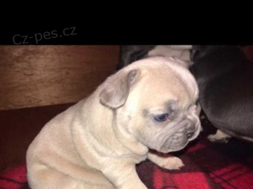 francouzsk� buldok �t��ata