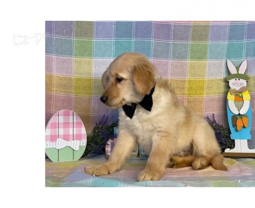 Zlat� retr�vr �t��ata***