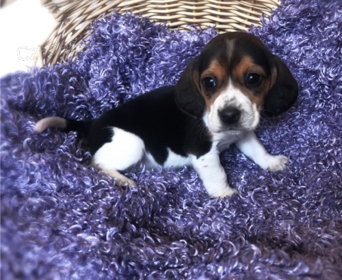 �t��ata beagle