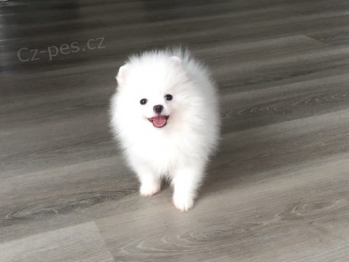 �picl �t�n� mu�