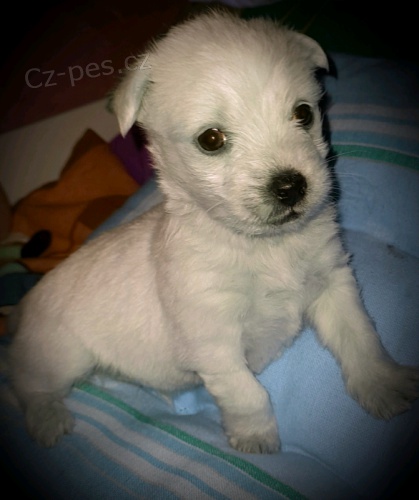 Roztomil� maltsk� �t�n� na prodej 2 chlapce a 1 d�vku.