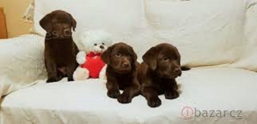 Labradorsk� retriever bez PP