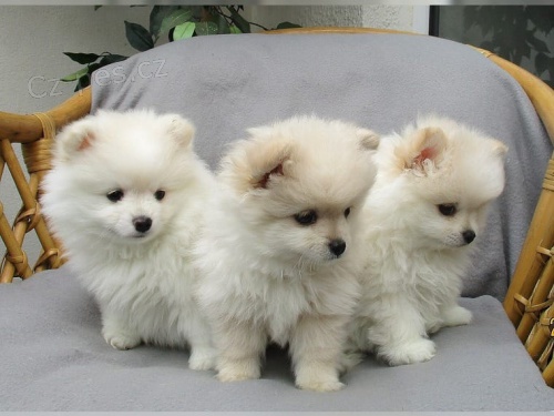 Prod�m N�meck� �pic - pomerian