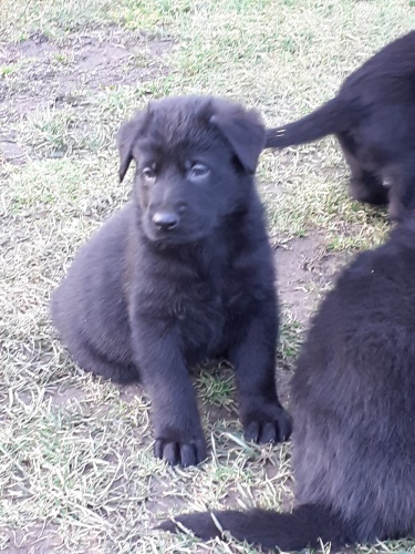 N�meck� ov��k-�t��ata