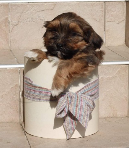 Havanese bichon �t�n�