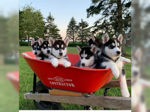 �est �t��at sibi�sk�ho husky s PP