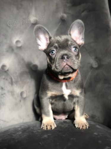 Zdrav� �t��ata francouzsk�ho buldo�ka 