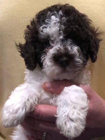 �t��ata Lagotto Romagnolo,,