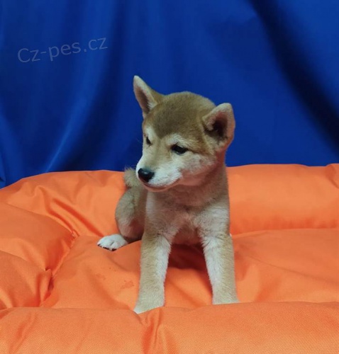 �t��ata Shiba Inu//