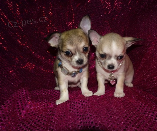 kr�sn� �t��ata miniaturn�ch �ivav na prodej.