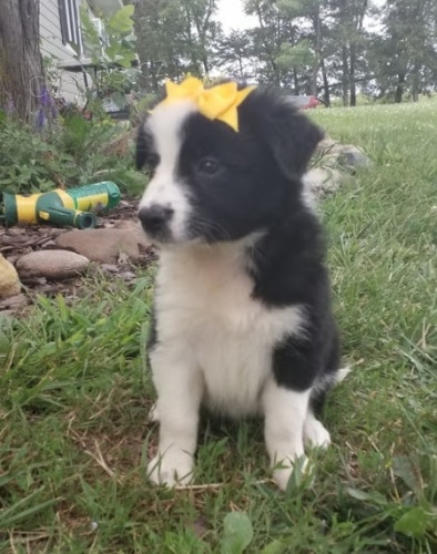 Zdrav� �t���tka border kolie k adopci. 