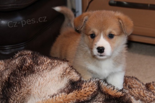 �t��ata Pembroke Welsh Corgi
