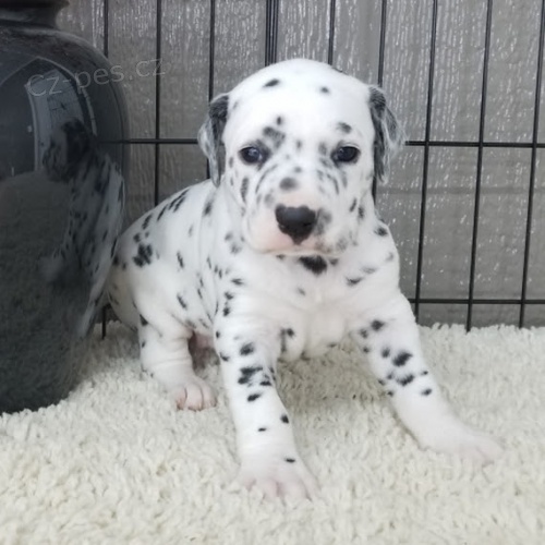 kr�sn� a rozko�n� dalmatsk� �t��ata k adopci.