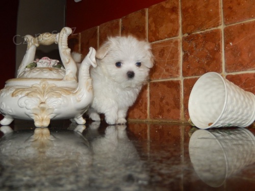 mini malt�z�t� �t��ata a samice k prodeji. Tyto mal� d�ti jsou tak roztomil�. 