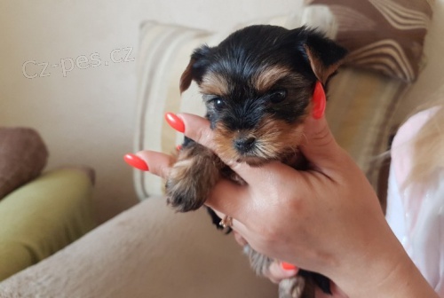 miniaturn� zdrav� a o�kovan� york��rsk� teri�r na prodej. 