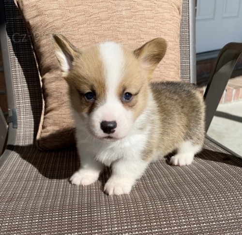 �t��ata Welsh Corgi Pembroke na prodej. �t��ata byla o�kov�na a od�ervena. 