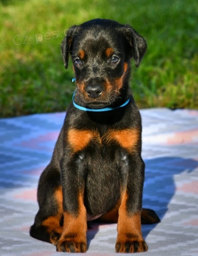 Kr�sn� �t��ata dobermana k dispozici k adopci.