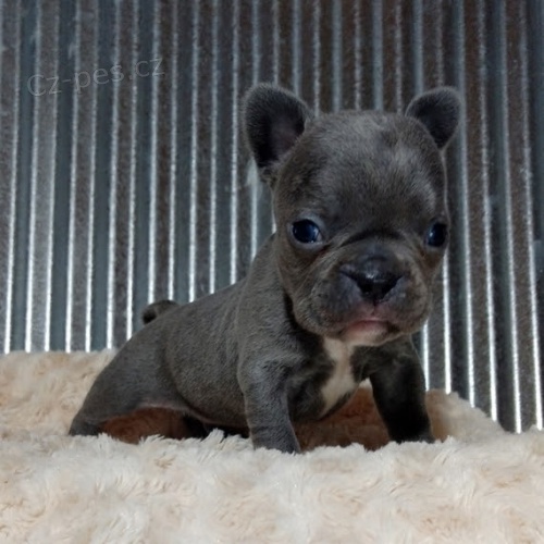 Kr�sn� francouzsk� buldo�ek na prodej.