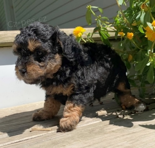 N�dhern� �t��ata trpasli��ch pudl� na prodej.