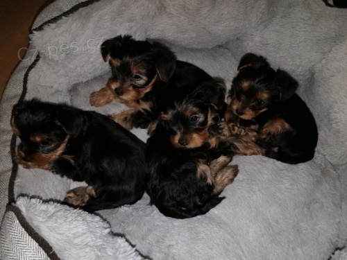 Zdrav� a o�kovan� yorkshire teri�r na prodej. 