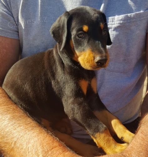 Kr�sn� �t���tka dobermana k dispozici pro op�tovn� objedn�n�.